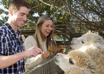 8 fun animal date ideas to get close to nature together